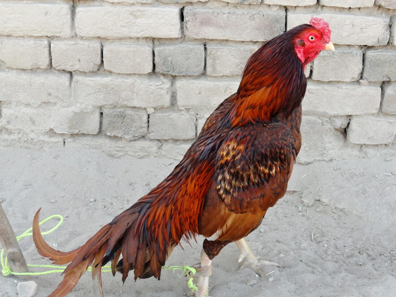 Азиль порода кур – описание с фото и видео бойцовой