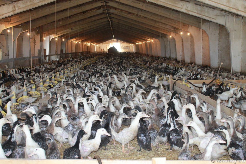 Как организовать выращивание гусей на мясо как бизнес дома