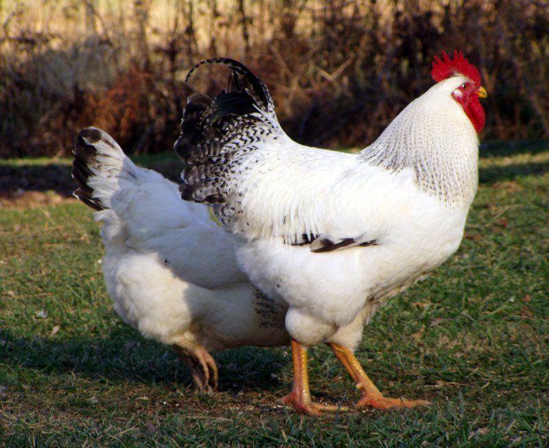 Делавэр порода кур – описание с фото и видео