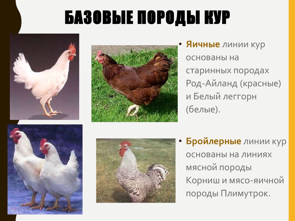 Русская Белая порода кур – описание, фото и видео