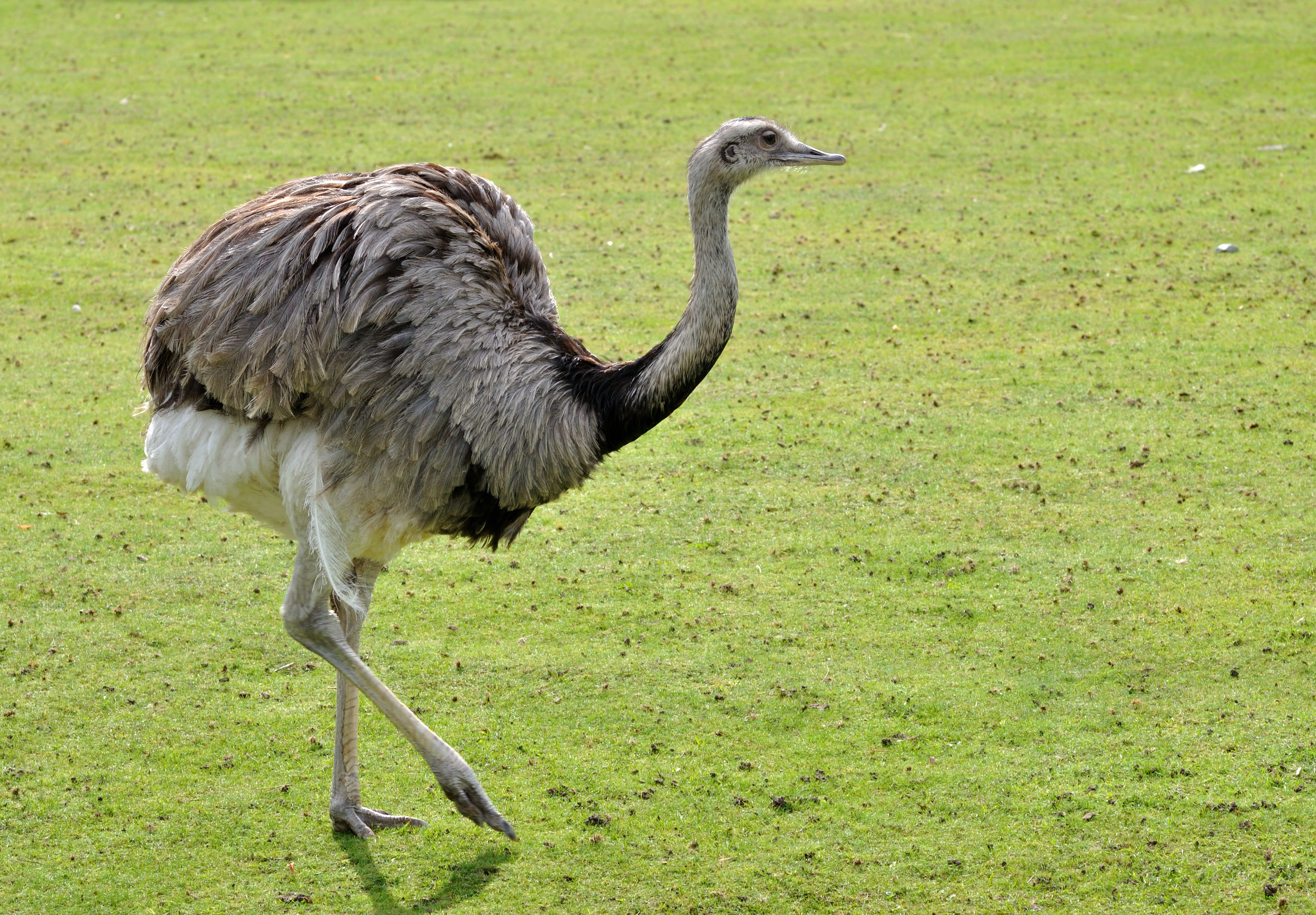 Обыкновенный страус: описание и характеристика вида