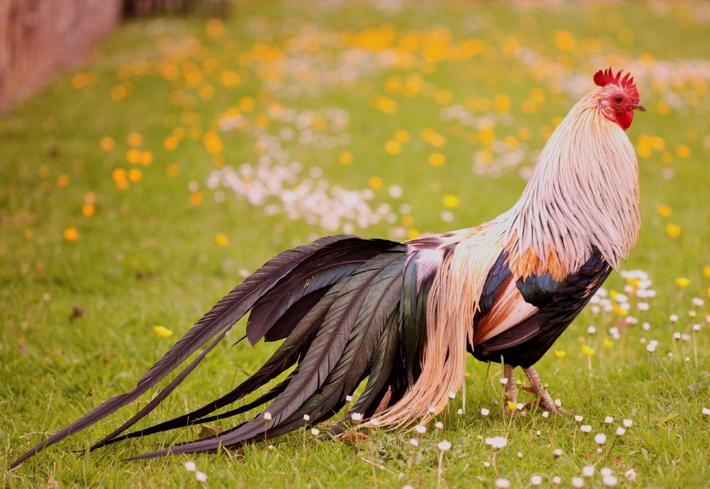 Феникс - декоративная порода кур с длинным хвостом. Описание, характеристики, особенности содержания, кормление