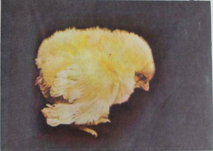Лечение поноса у цыплят домашними средствами