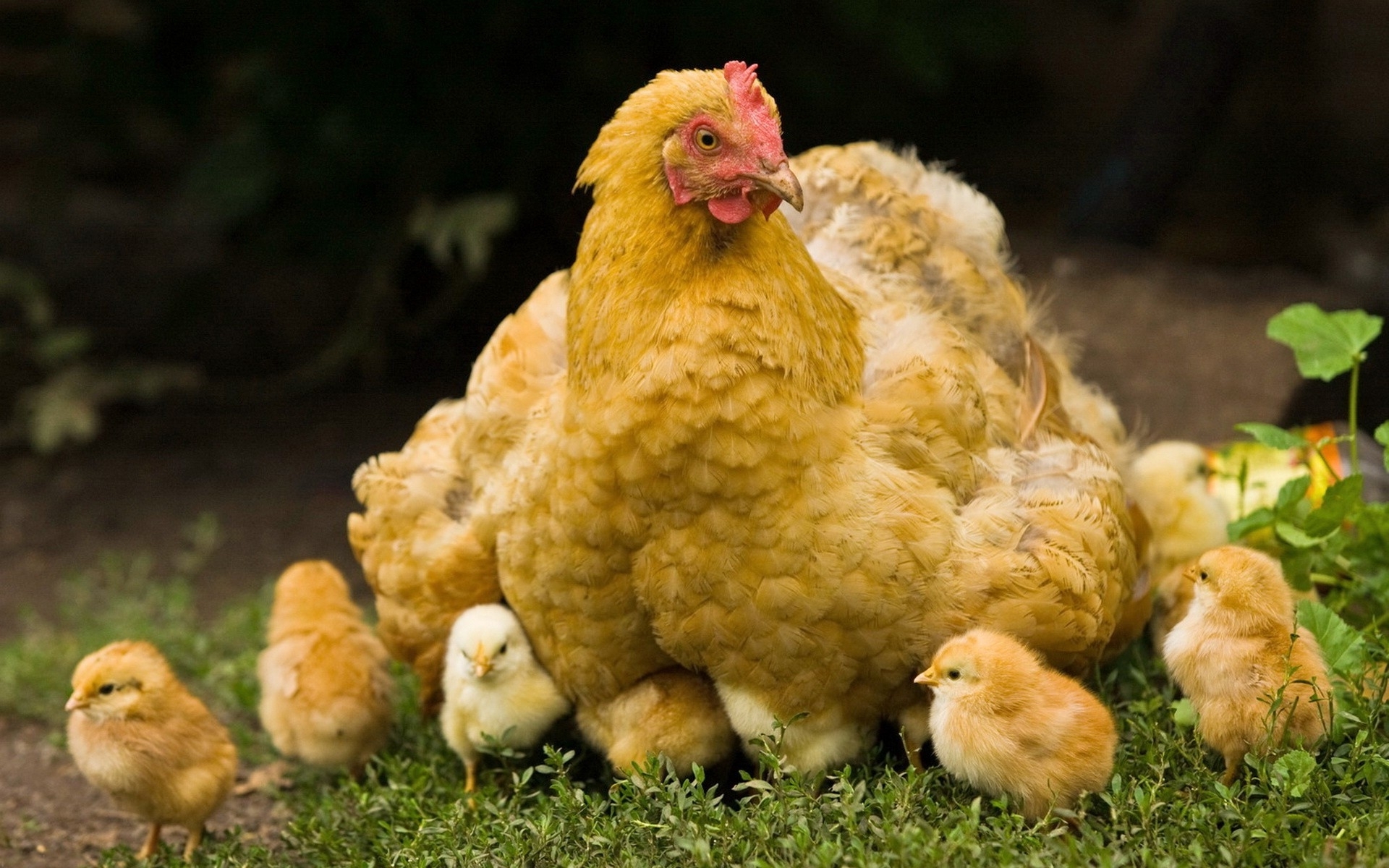 Курица наседка – лучшая порода квочки и высиживание