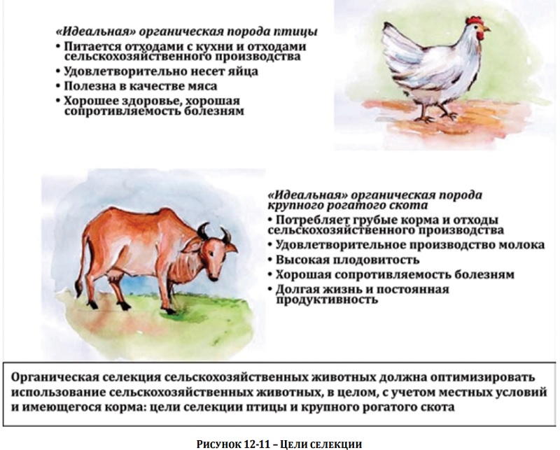 Сульмталер - мясо-яичная порода кур. Описание, содержание, разведение, кормление и инкубация
