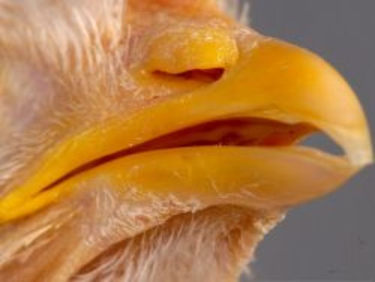 Как подрезать кривой клюв курице в домашних условиях