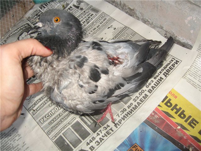 Профилактика и лечение вертячки голубей