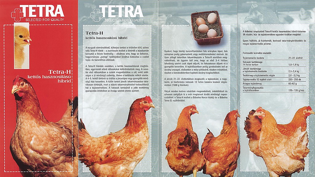 Куры Тетра - мясо-яичный кросс. Характеристики, содержание и разведение, кормление, инкубация