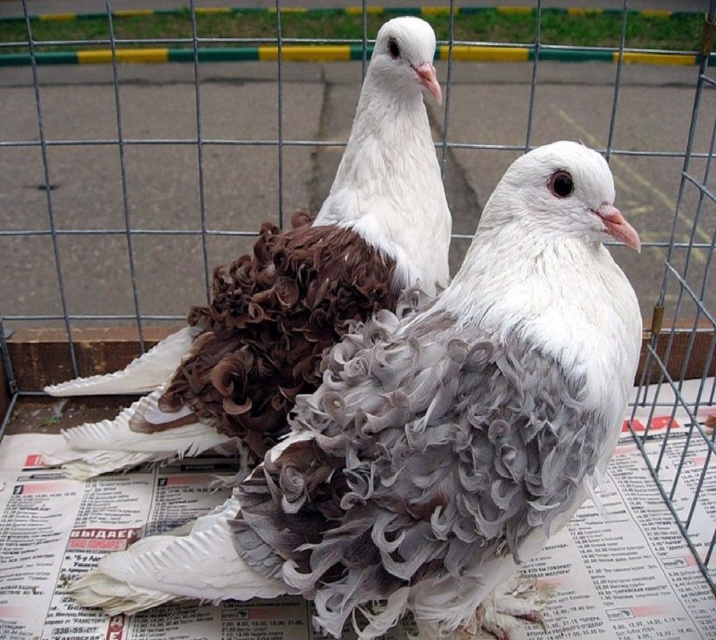 Сколько живут голуби на воле и в хозяйстве