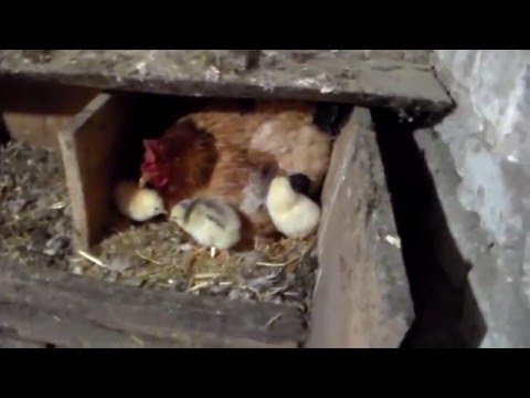 Выведение цыплят курицей наседкой