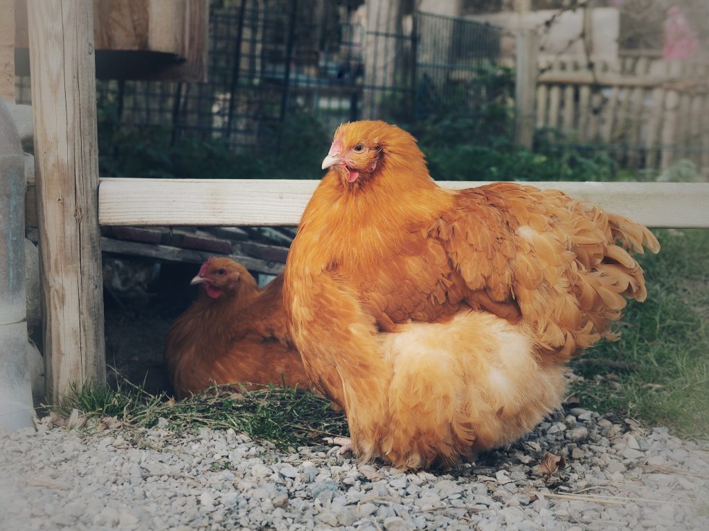 Эльзасская порода кур – описание с фото и видео