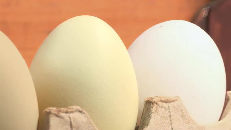 Форма яйца и пол цыпленка