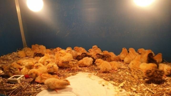 Содержание бройлерных цыплят с утятами вместе
