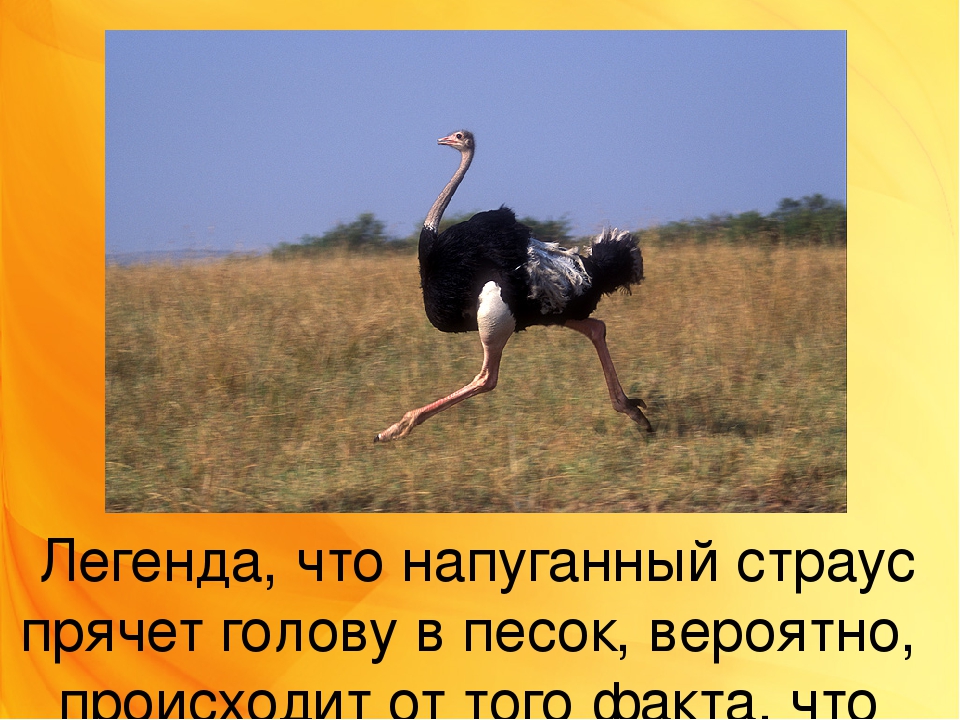 Какая может быть скорость страуса в опасности и спокойствии