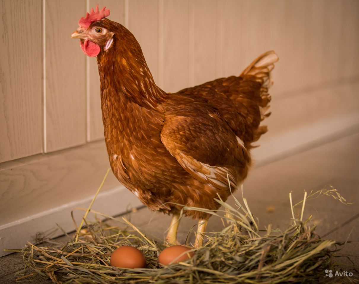 Помимо всего курочки могут приносить в год до 125 яиц с весом в 40 гр. и св...