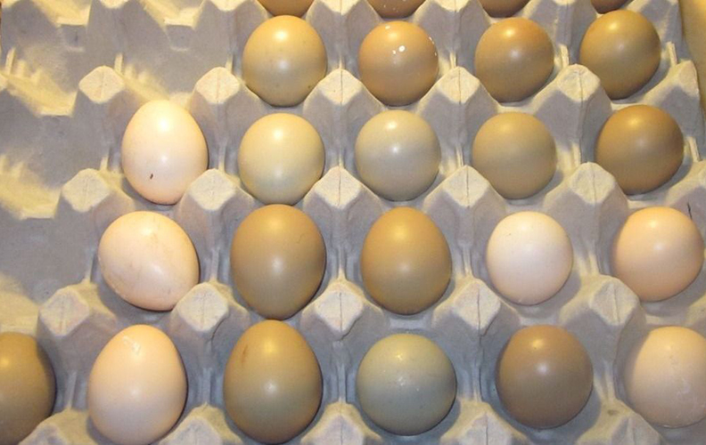 Перепела, несущие голубые яйца – название и краткое описание породы