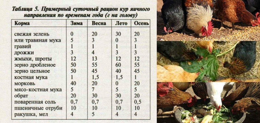 Руководство по кормлению цыплят и кур для сбалансированной диеты в любом возрасте