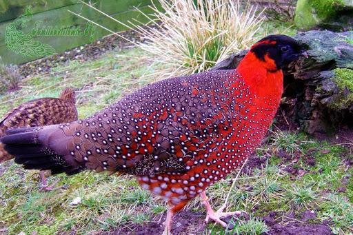 Какие бывают породы фазанов: разновидности и описание