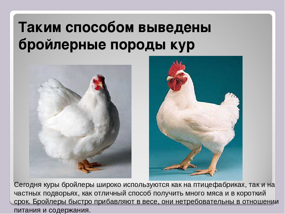 Русские породы и кроссы кур: Топ-5, их характеристики, содержание, кормление и уход