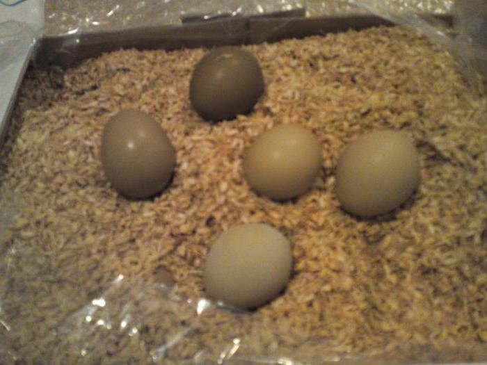 Яйца фазанов – полезные свойства, калорийность, сравнение с яйцами других птиц