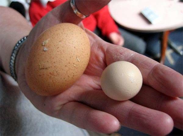 Куры несут мелкие яйца