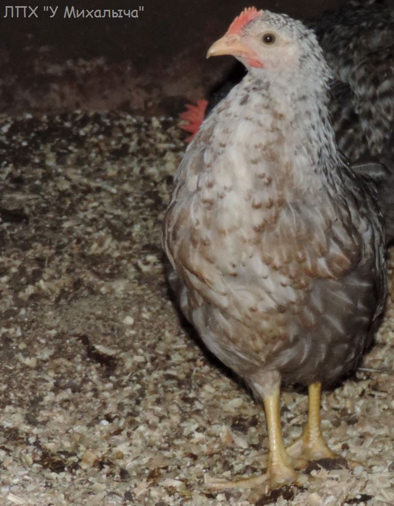 Борковская барвистая - яичная порода кур. Описание, характеристики, содержание и разведение, правила кормления