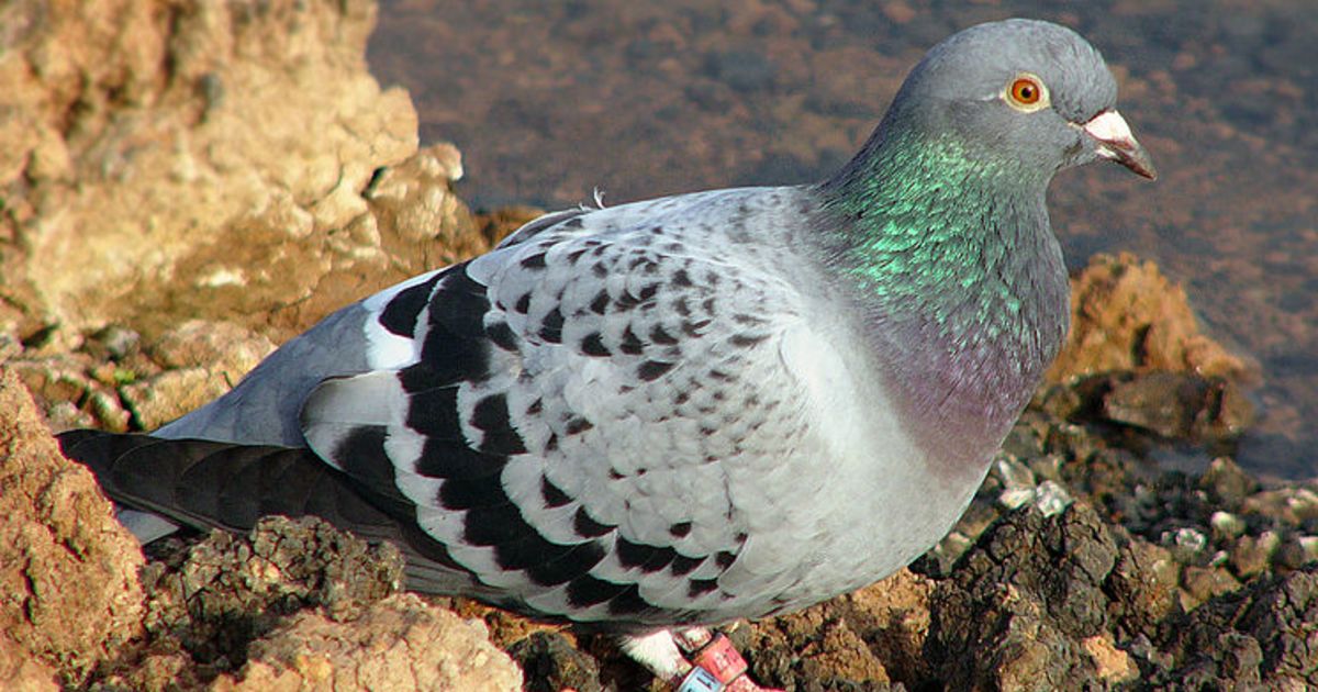 Крупные породы домашних и диких голубей, их происхождение и особенности