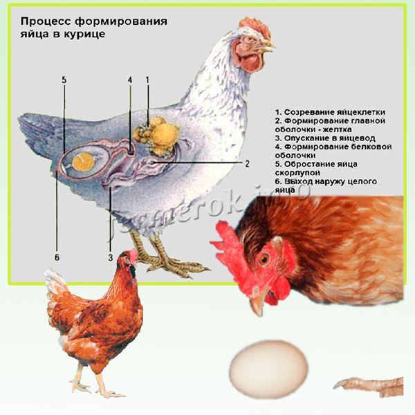 Анатомия курицы несушки в картинках и видео