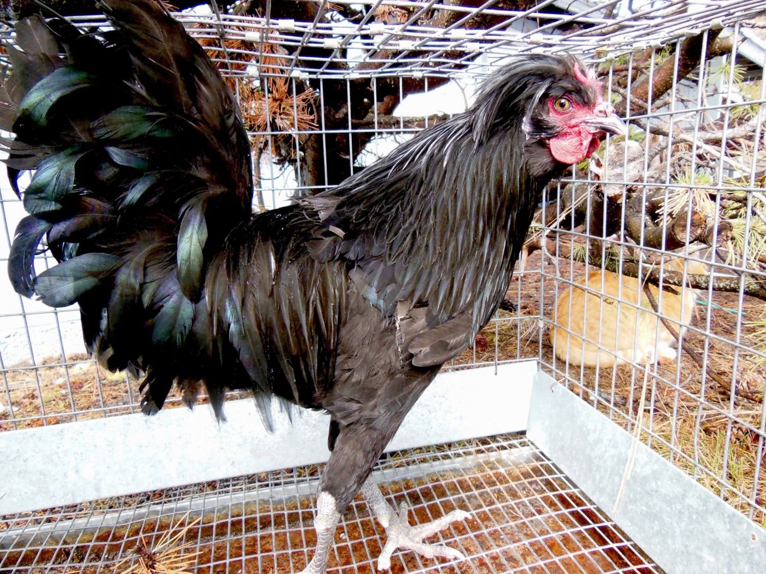 Барбу де Ватермаль порода кур – описание с фото и видео