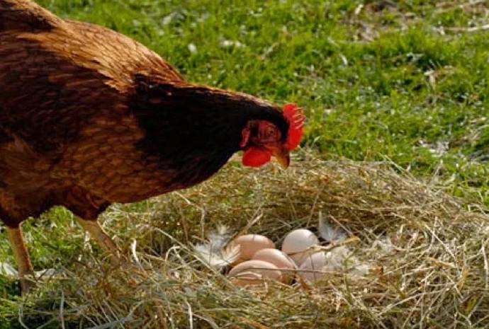 Куры расклевывают и поедают яйца – причины и решение проблемы