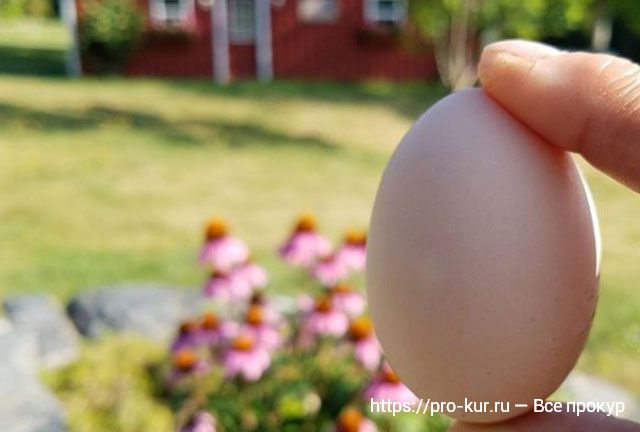 Тонкая скорлупа у яиц и другие проблемы яйцекладки кур