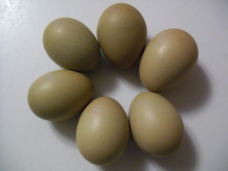 Какие куры несут двухжелтковые яйца 