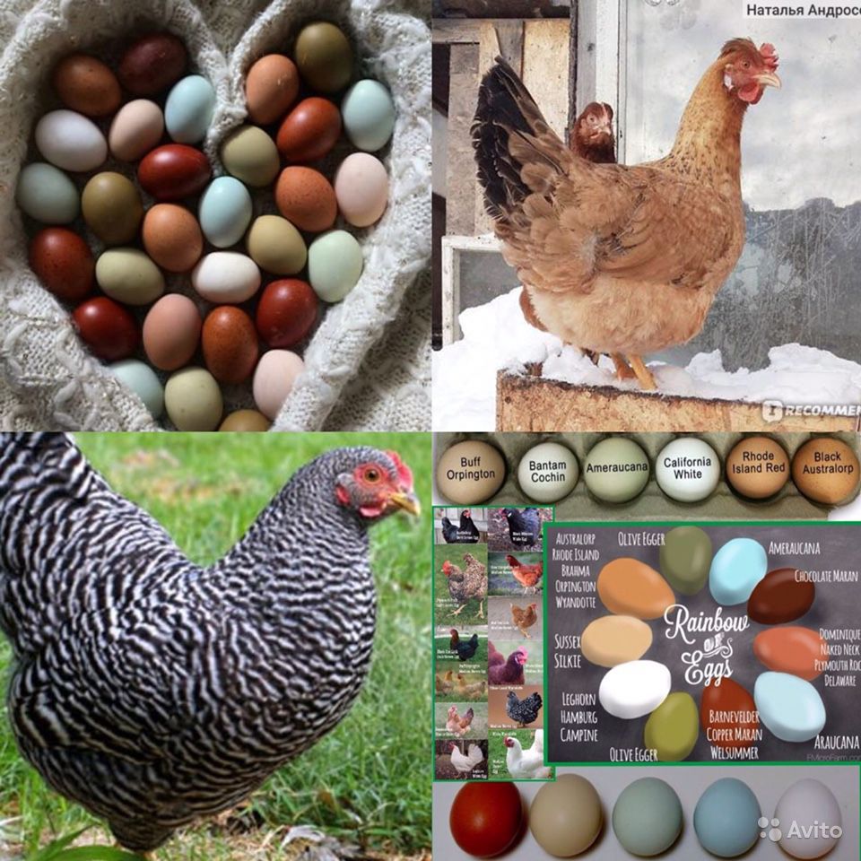 Зеленоножка - яичная порода кур. Описание, характеристики, содержание, кормление, инкубация