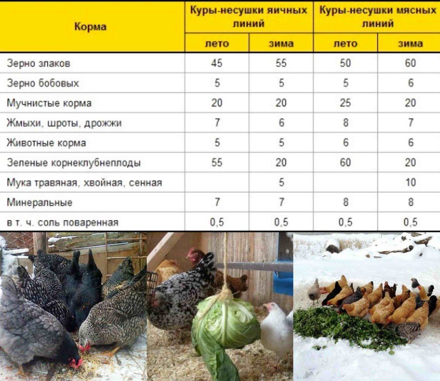 Что нужно курам. Нормы кормления кур несушек. Норма кормления кур несушек в сутки. Рацион комбикорма для кур несушек. Суточные нормы кормления кур несушек.