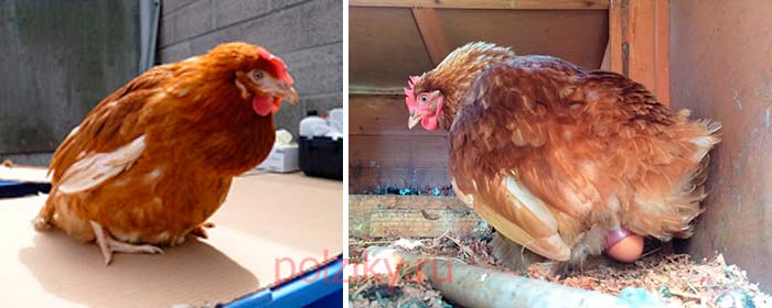 Почему курица кудахчет, когда снесет яйцо и можно ли отучить птицу кричать?