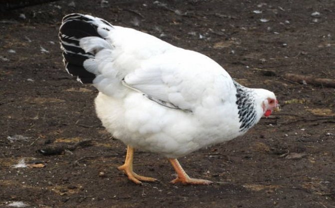 Первомайская порода кур – описание, фото и видео
