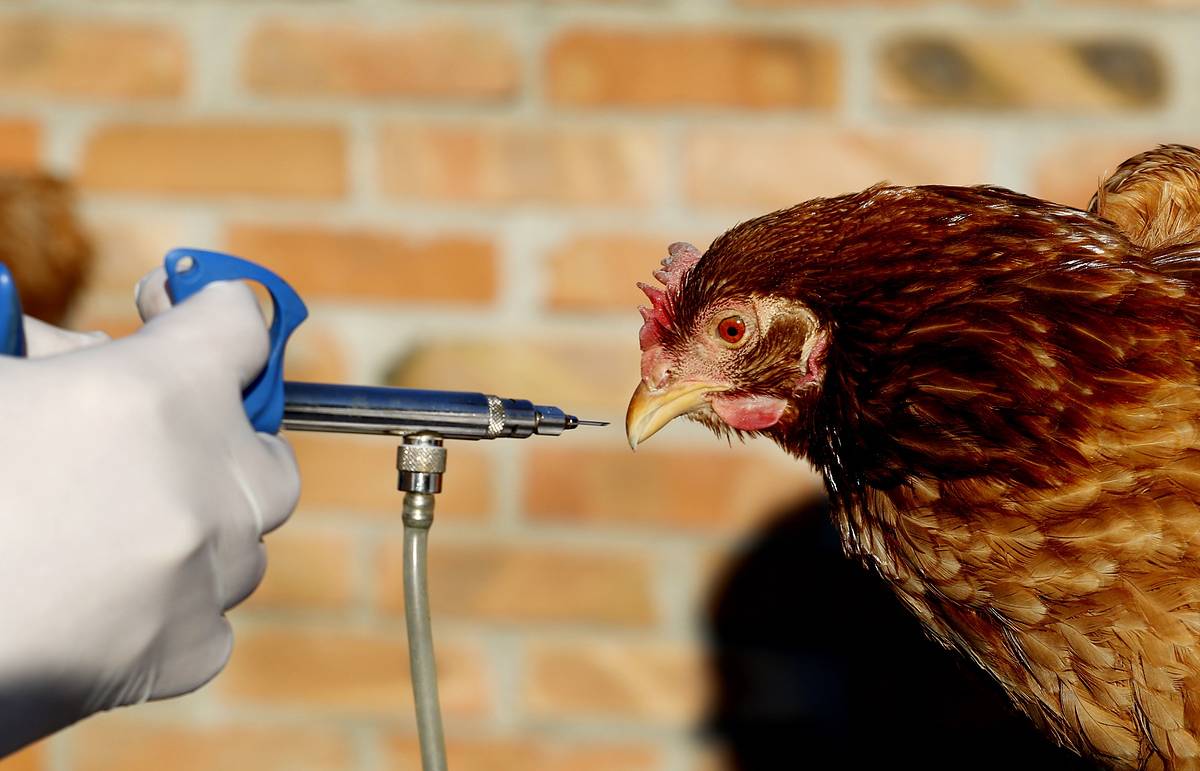 Как ухаживать за домашней птицей – кормление и вакцинация