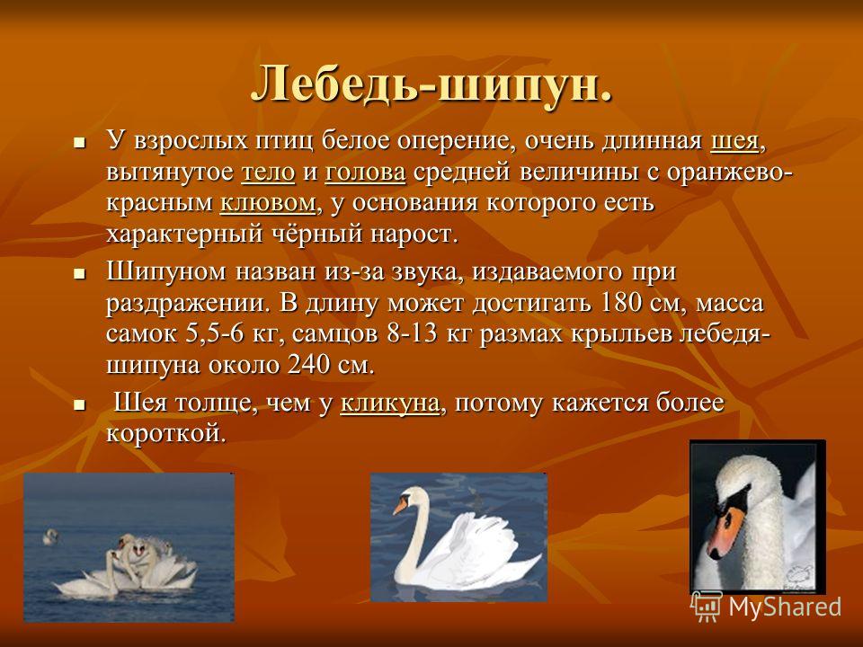 Грациозная птица лебедь шипун: интересные факты