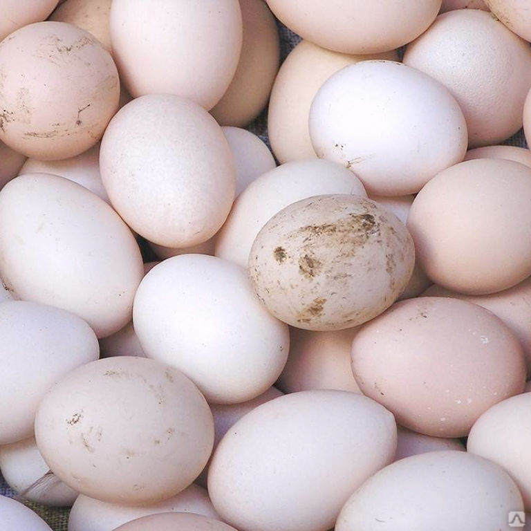 Микотоксины и репродукция птицы, снижение яйценоскости