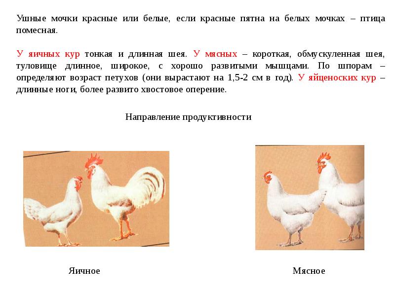 Как определить возраст курицы по внешнему виду и отличить старую птицу от молодой?