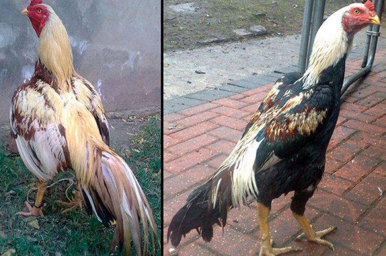 Сунданезийская бойцовая порода кур – описание, фото и видео