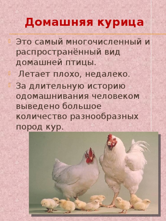 Курица и человек или как одомашнивали кур
