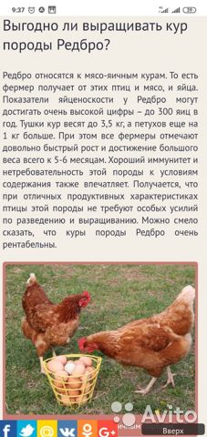 Редбро порода кур – описание, фото и видео