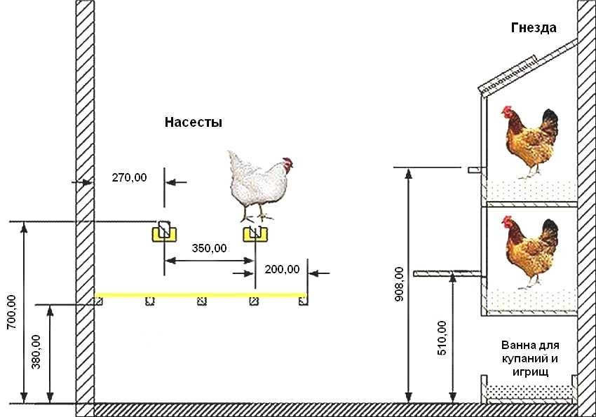 Можно ли держать курицу в квартире на балконе?