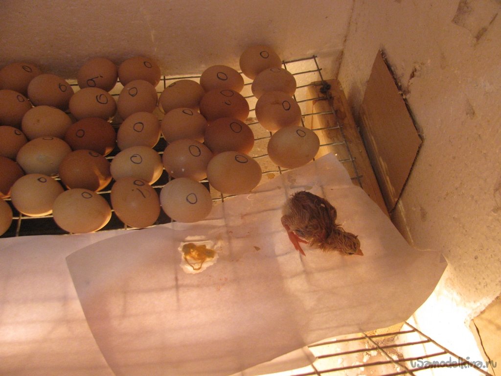 Большая коробка для суточных цыплят