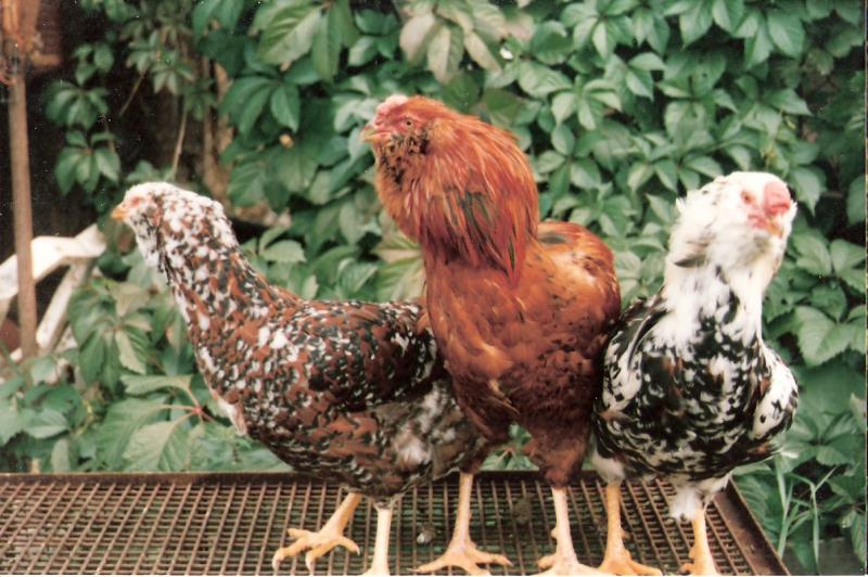 Орловская - декоративная порода кур. Описание, характеристики, содержание, кормление и инкубация