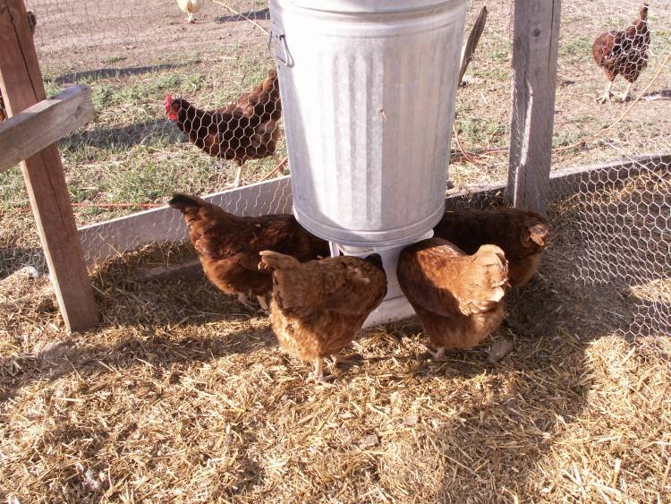 Как выращивать кур в домашних условиях