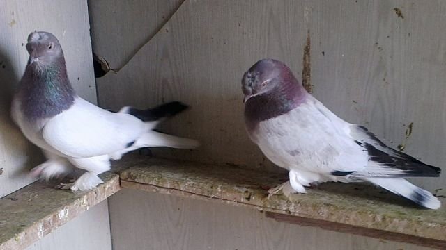 Турецкие голуби Такла и особенности прекрасного вида