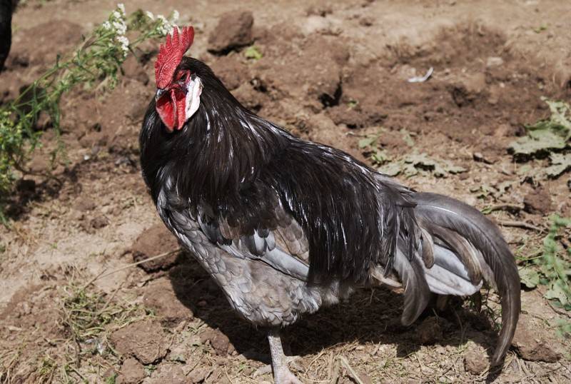 Минорка порода кур – описание, фото и видео