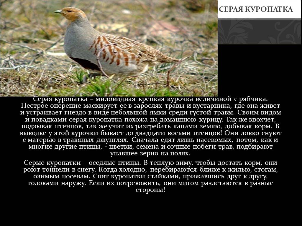 Серая куропатка: описание птицы и ее особенности